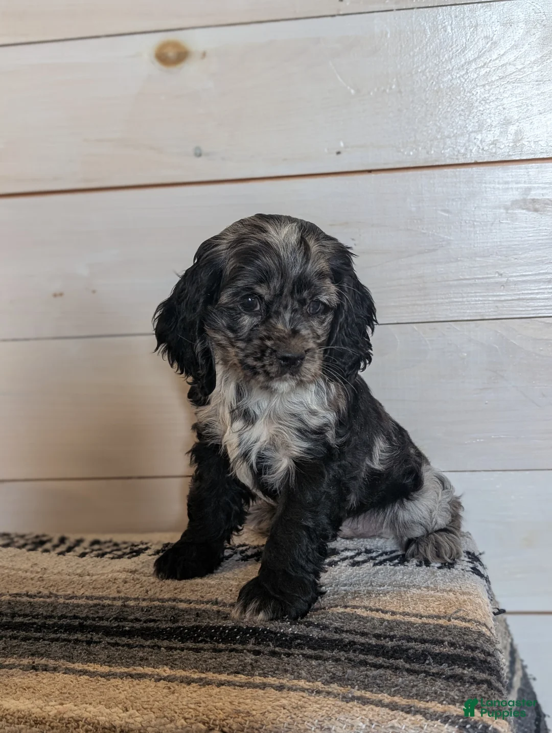 Cocker Spaniel dogs for sale: Anne - Ad 1