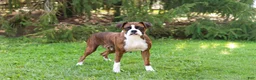 Boxer dogs for sale: Betty - Ad 11