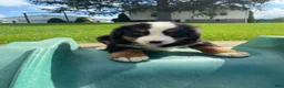 Bernese Mountain Dog dogs for sale: Rusty - Ad 10
