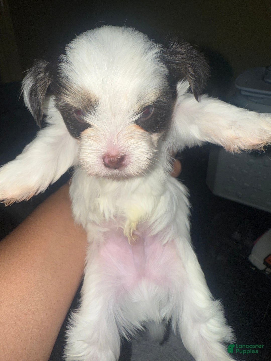 Yorkshire Terrier dogs for sale: Nova - Ad 3