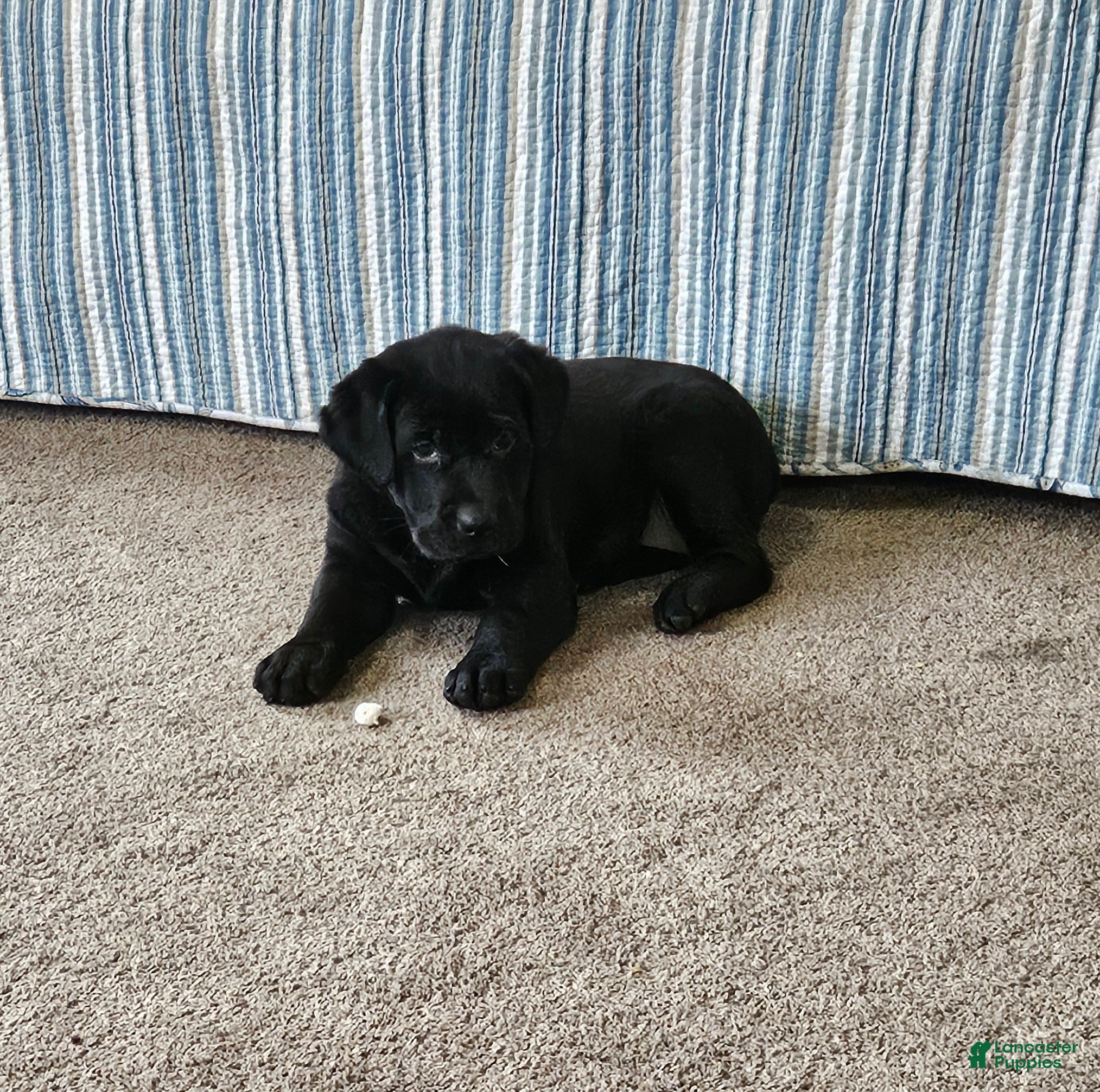 Goldador dogs Mixed Breed Puppy 6 - Ad 1