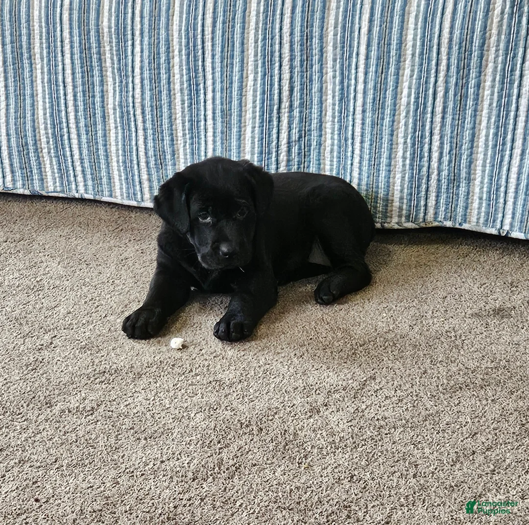 Goldador dogs for sale: Mixed Breed Puppy 6 - Ad 1