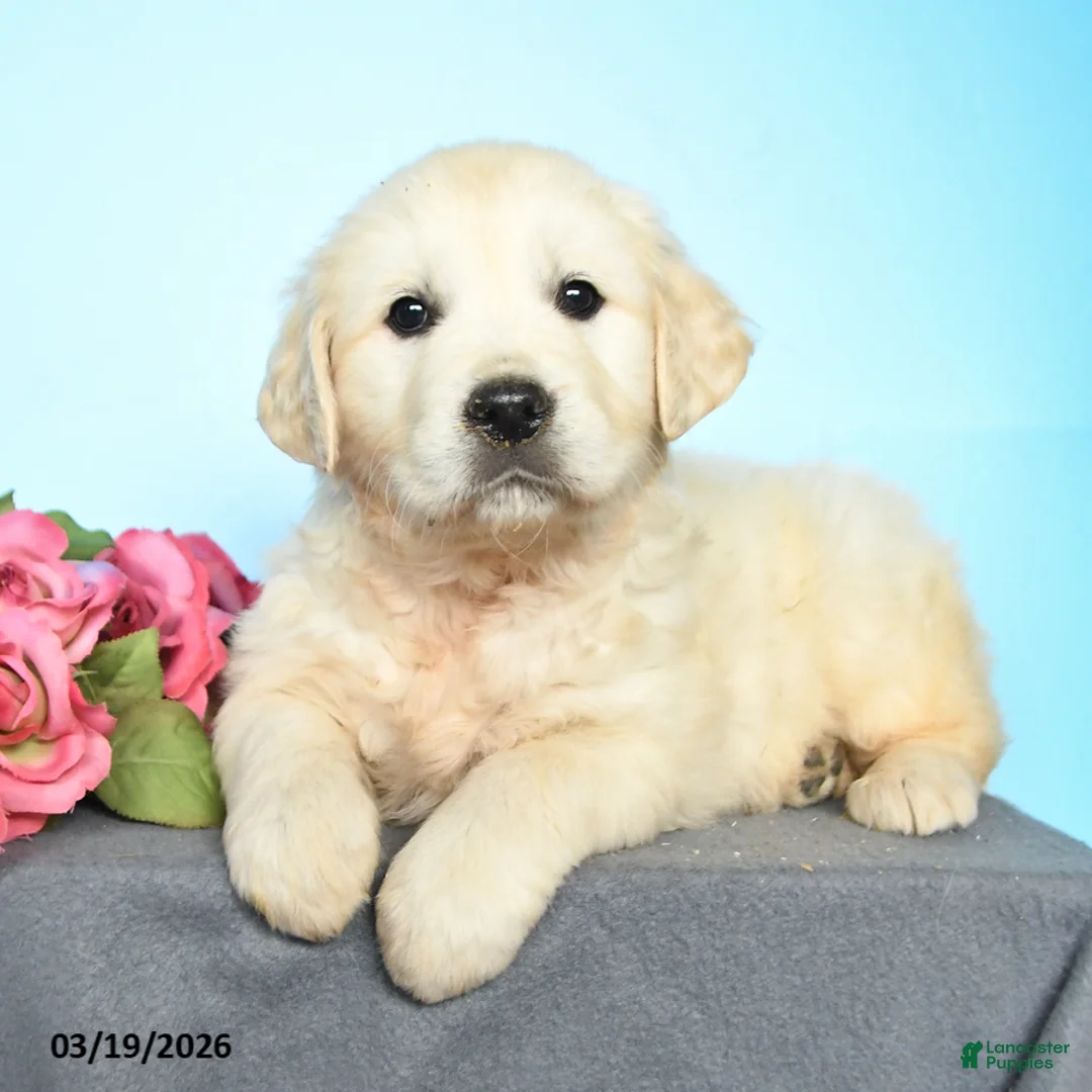 Golden Retriever dogs for sale: Dawn - Ad 3