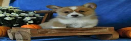 Welsh Corgi Pembroke dogs for sale: Kit - Ad 4