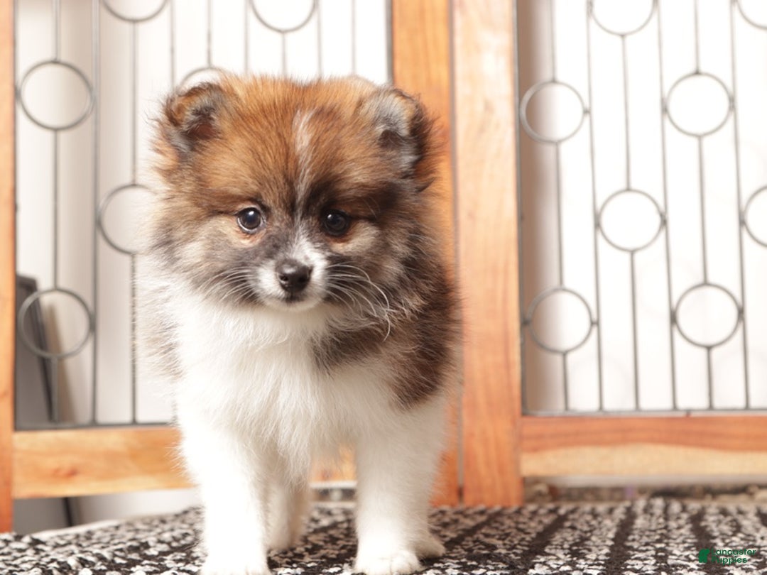 Pomeranian dogs for sale: Millie - Female Pomeranian  - Ad 2