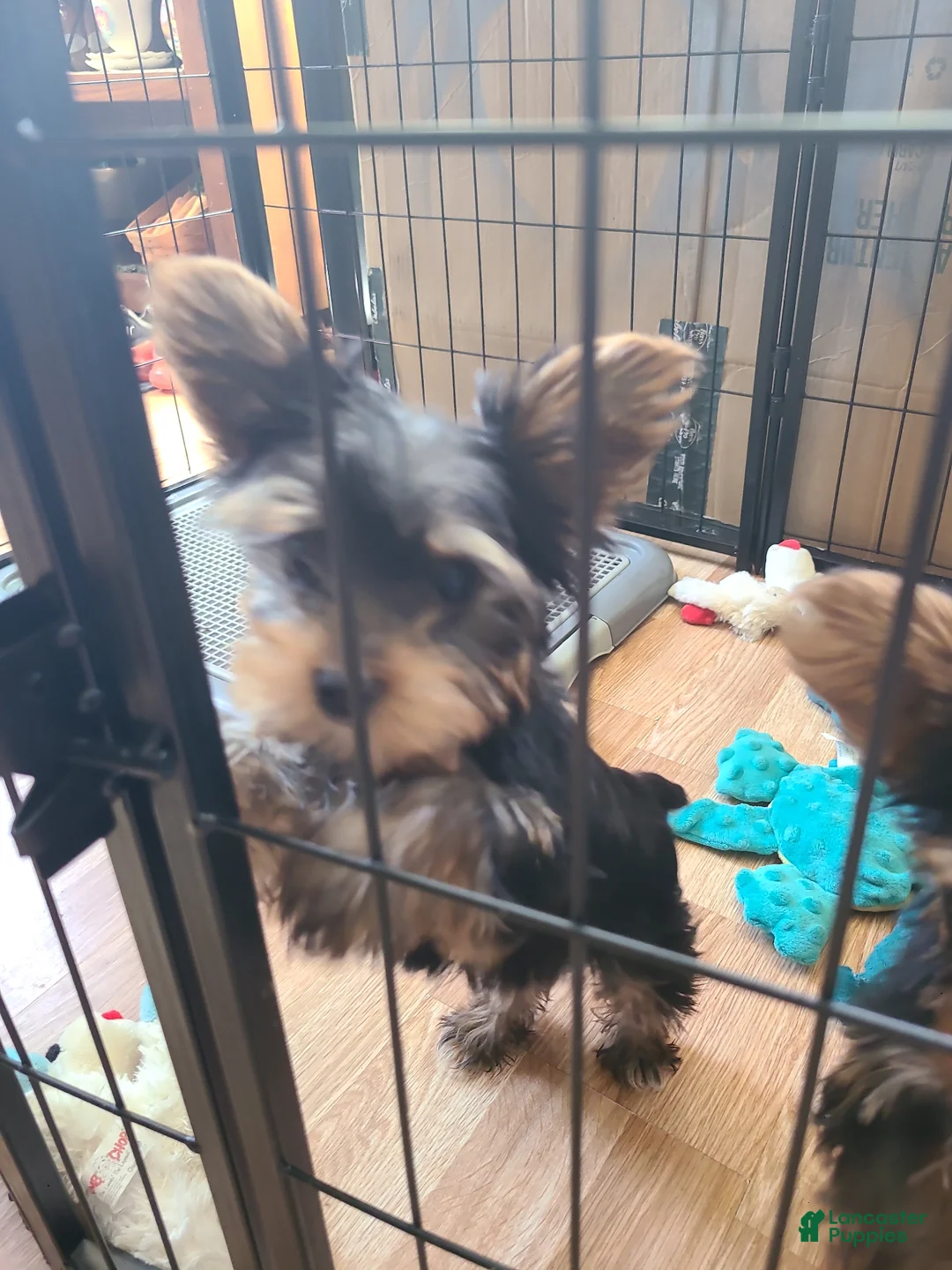 Yorkshire Terrier dogs for sale: Yorkshire Terrier Puppy 3 - Ad 1