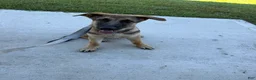 German Shepherd dogs for sale: Desert - Ad 8