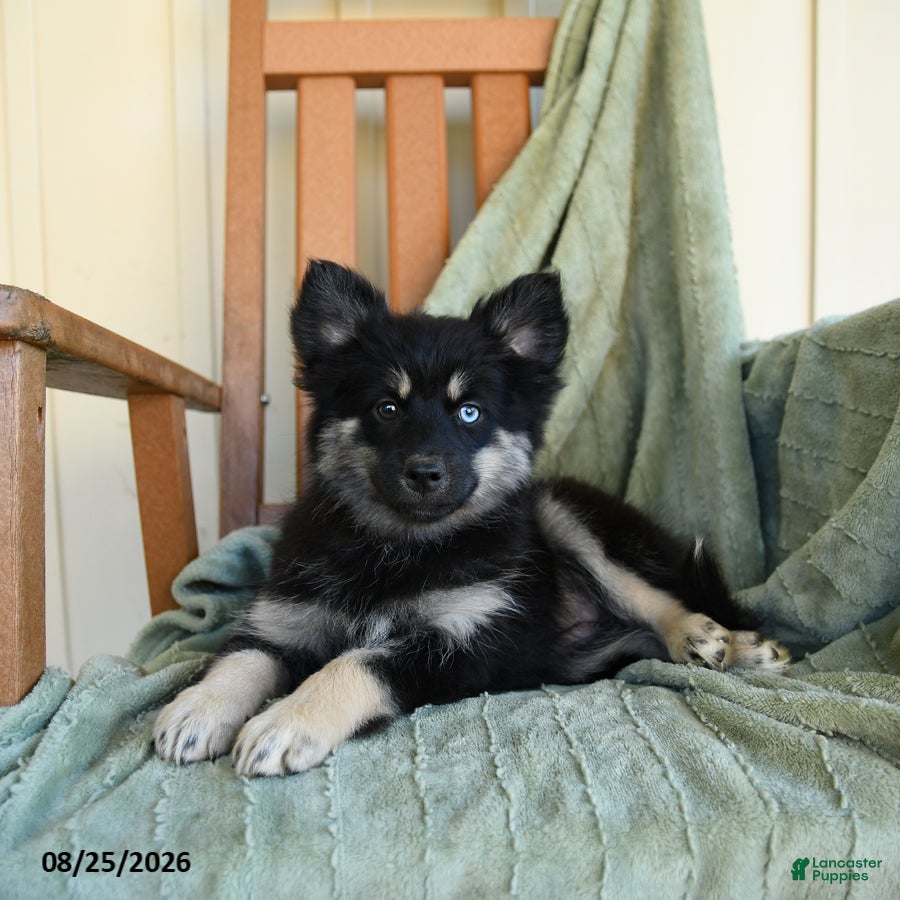 Pomsky dogs Zella - Ad 2
