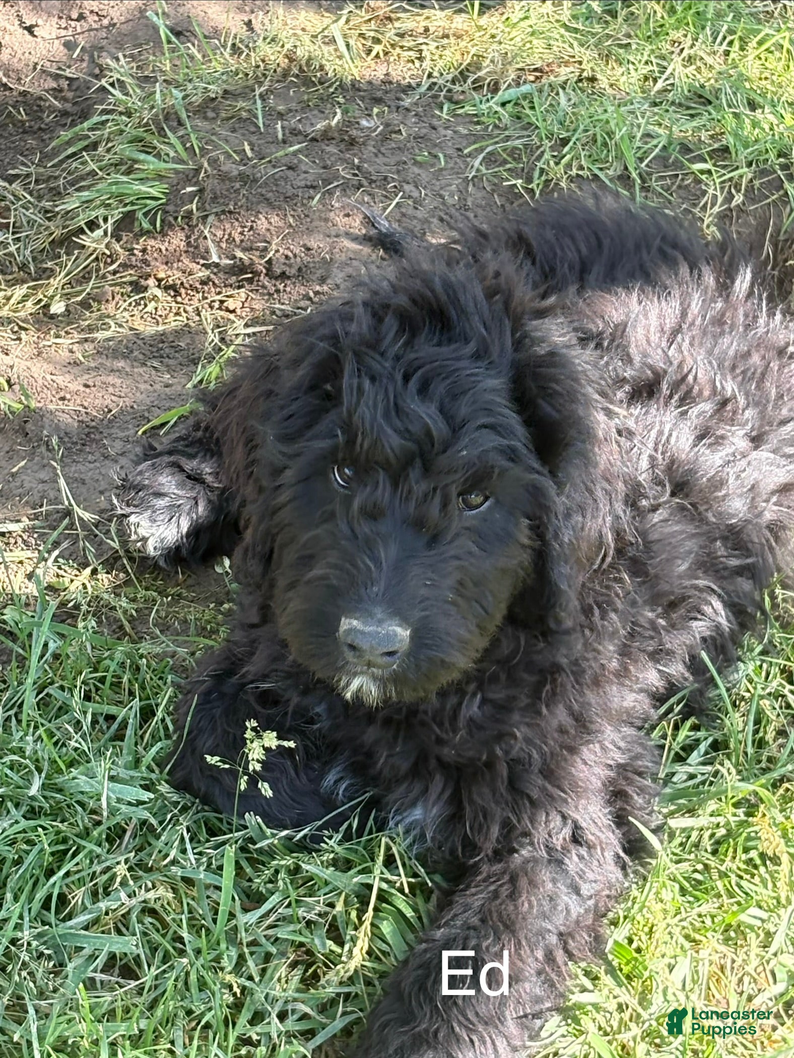 Bernedoodle dogs Standard Bernedoodle Puppy Fin - Ad 1