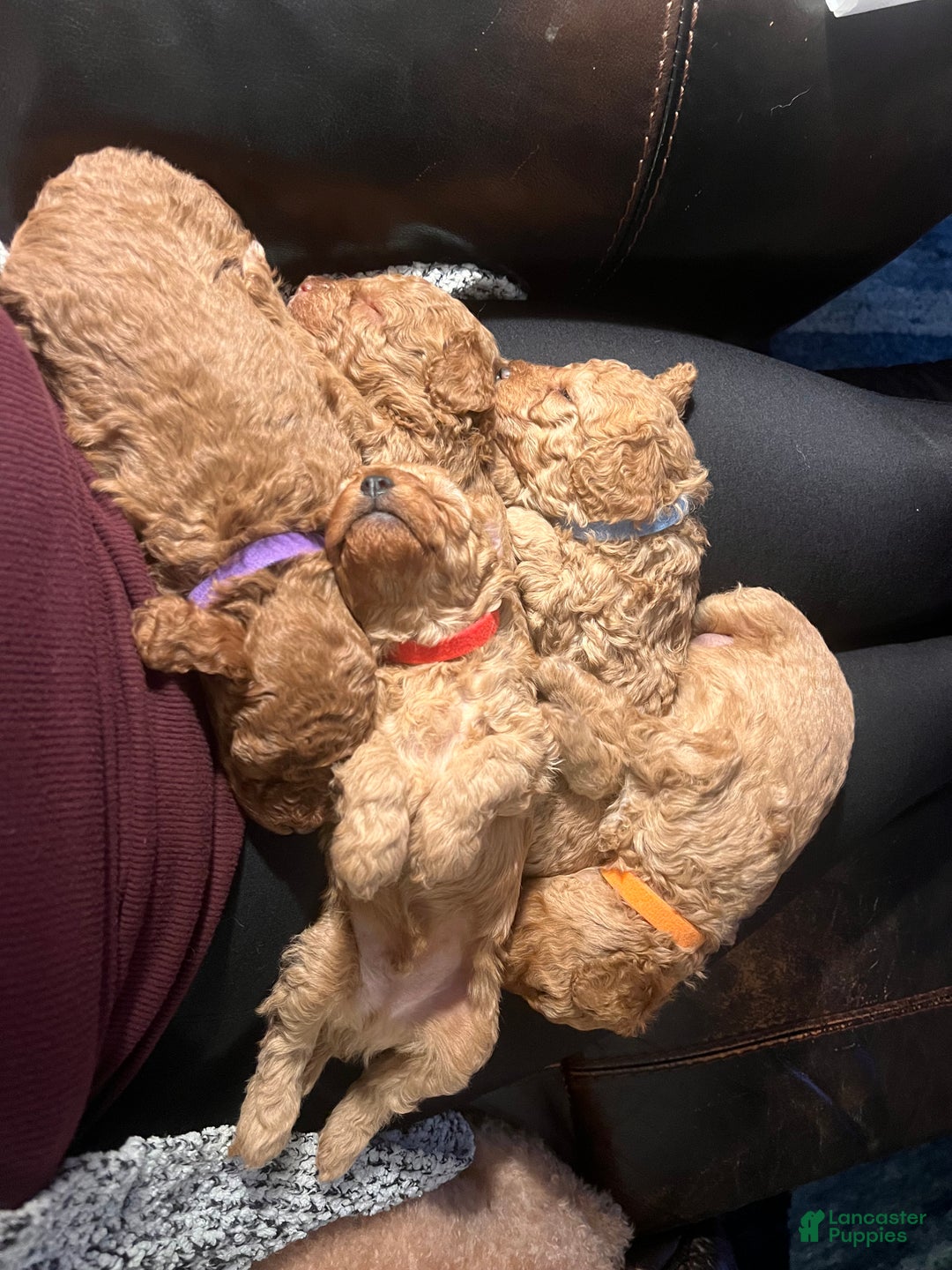 Toy Poodle dogs for sale: Michelangelo - Ad 6