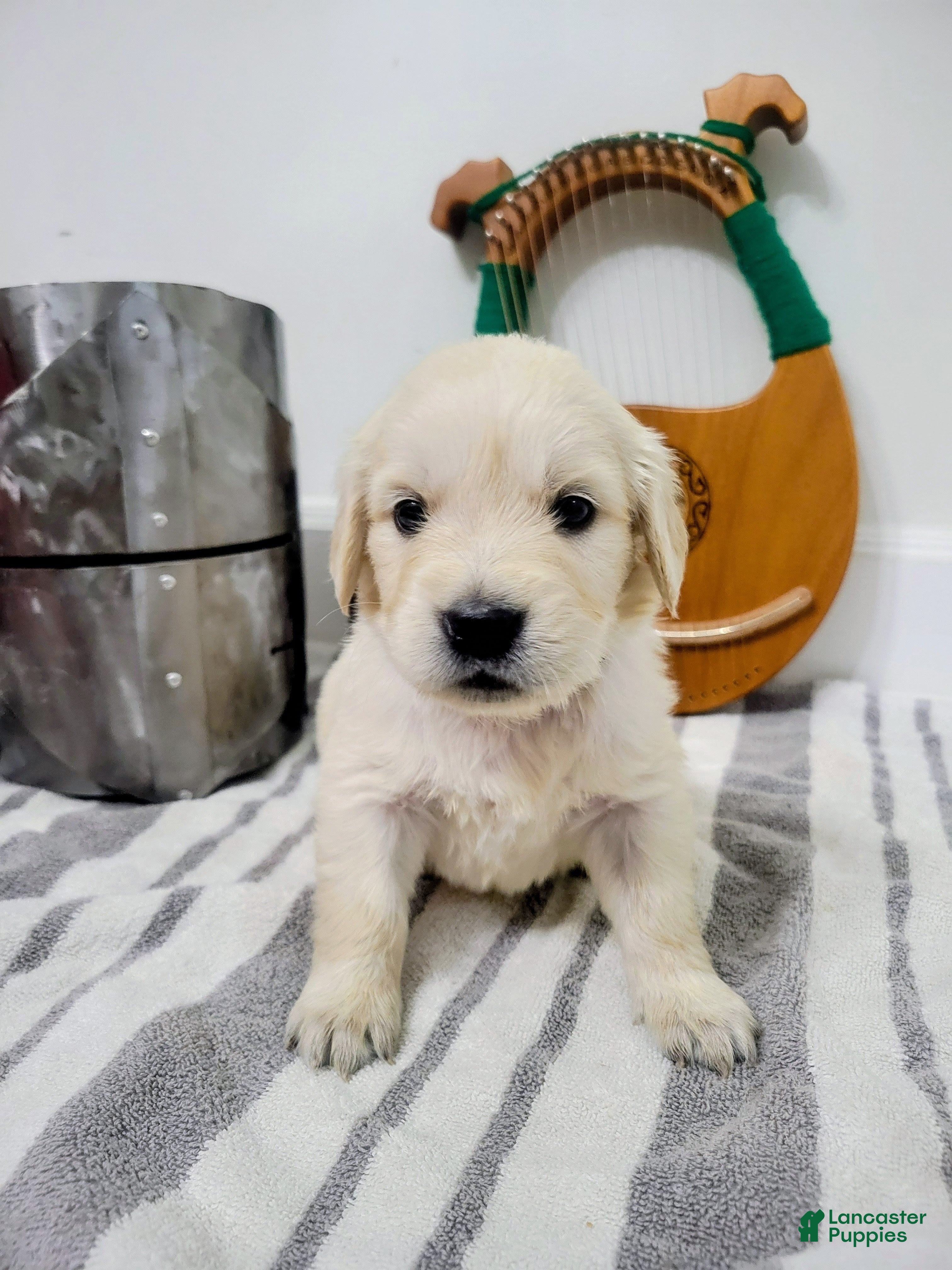 Golden Retriever dogs for sale: Rosie, Champion Sired - Ad 4