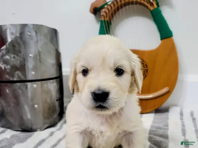 Golden Retriever dogs for sale: Rosie, Champion Sired - Ad 4