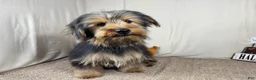 Yorkshire Terrier dogs for sale: Yorkshire Terrier 1 - Ad 3