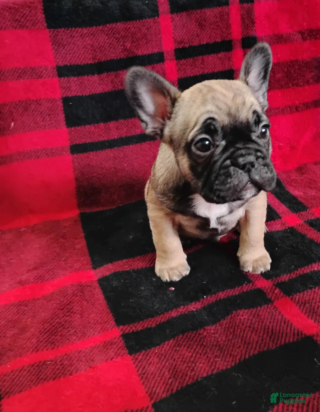 Mixed Breed dogs for sale: Rover - Ad 1