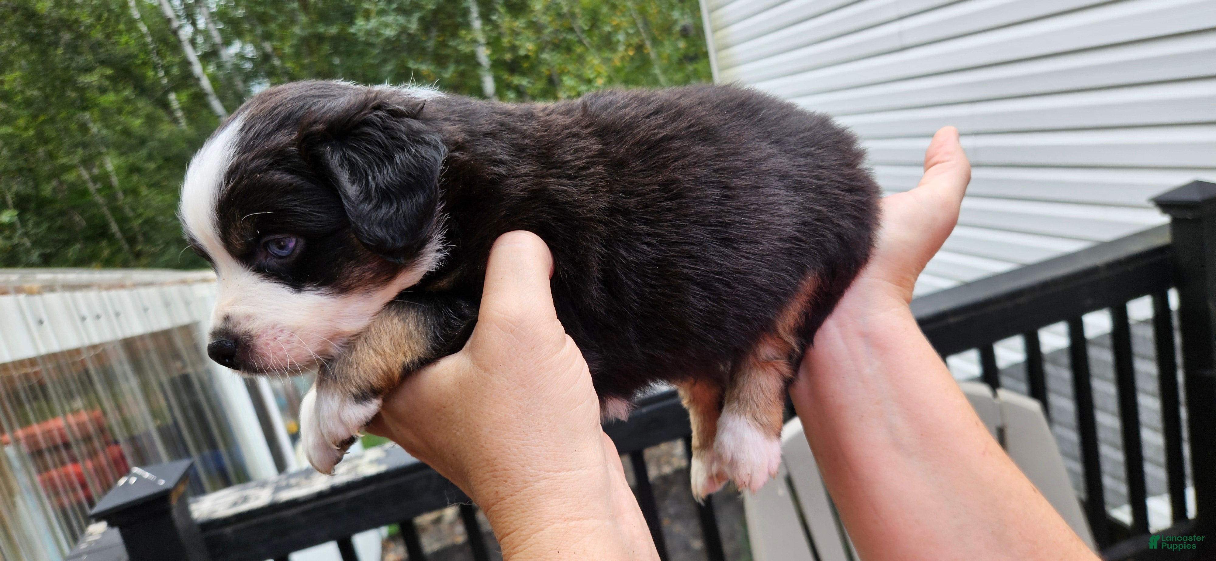 Miniature Australian Shepherd dogs Miniature Australian Shepherd 6 - Ad 13