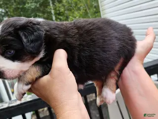 Miniature Australian Shepherd dogs Miniature Australian Shepherd 6 - Ad 10