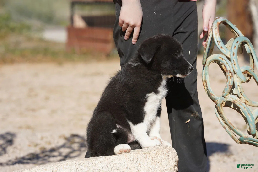 Mixed Breed dogs for sale: Toes M Sylvester - Ad 8