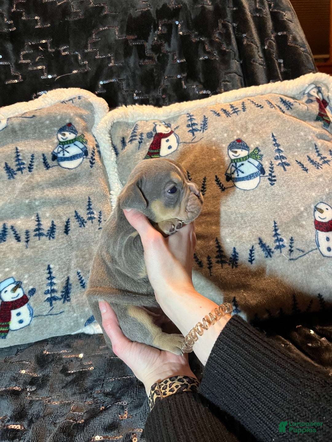 Olde English Bulldogge dogs for sale: Grizz - Ad 6