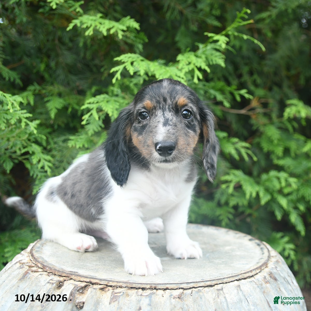 Miniature Dachshund dogs Gus - Ad 1
