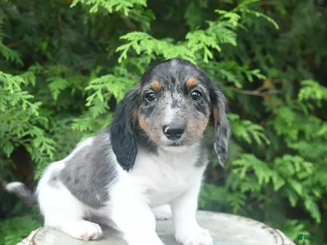 Miniature Dachshund dogs for sale: Gus - Ad 1