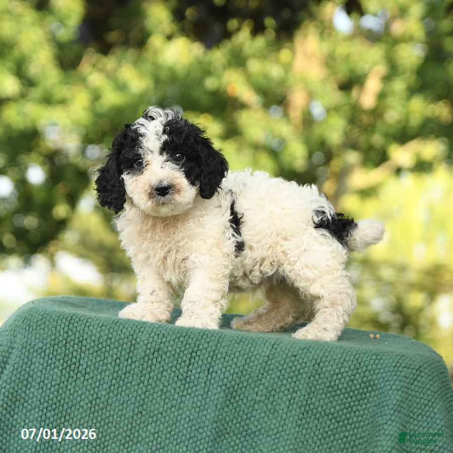 Miniature Poodle dogs Chip - Ad 1
