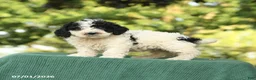 Miniature Poodle dogs for sale: Chip - Ad 4