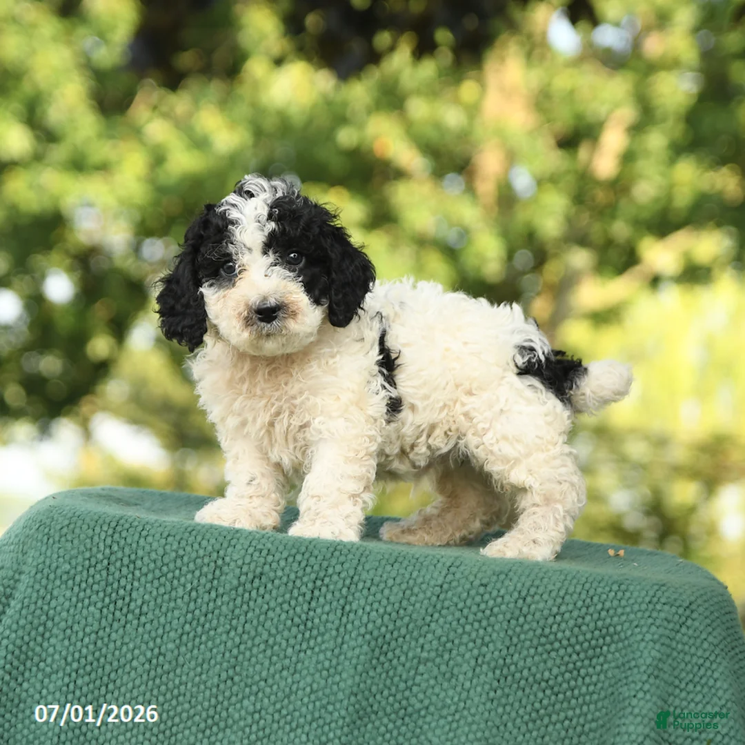 Miniature Poodle dogs for sale: Chip - Ad 1