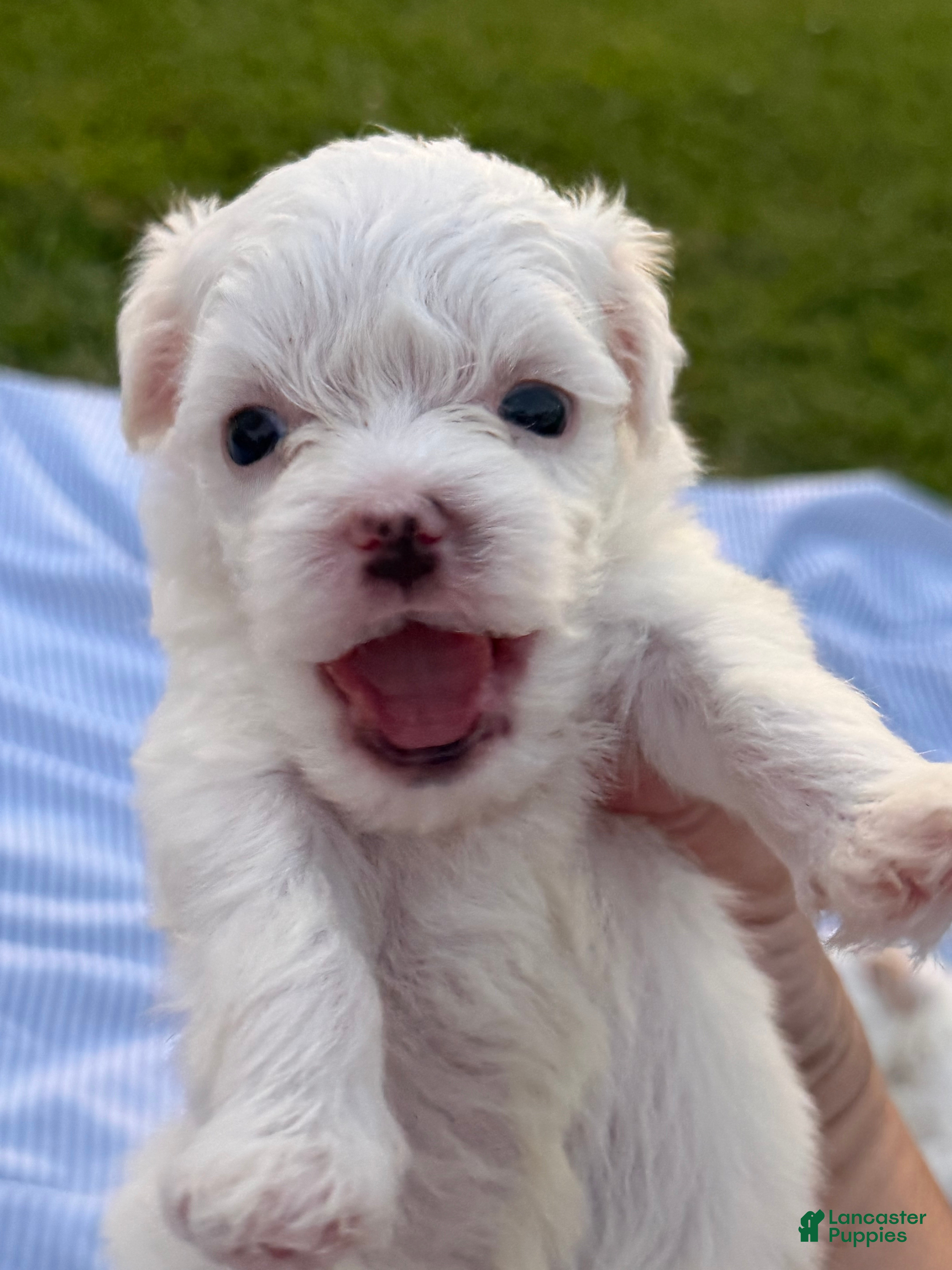 Malshi dogs Malshi 2 - Ad 1