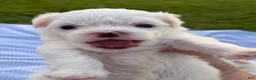Malshi dogs for sale: Malshi 2 - Ad 1