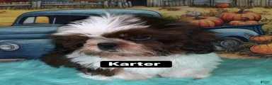 Karter