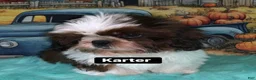 Shih Tzu dogs for sale: Karter - Ad 1