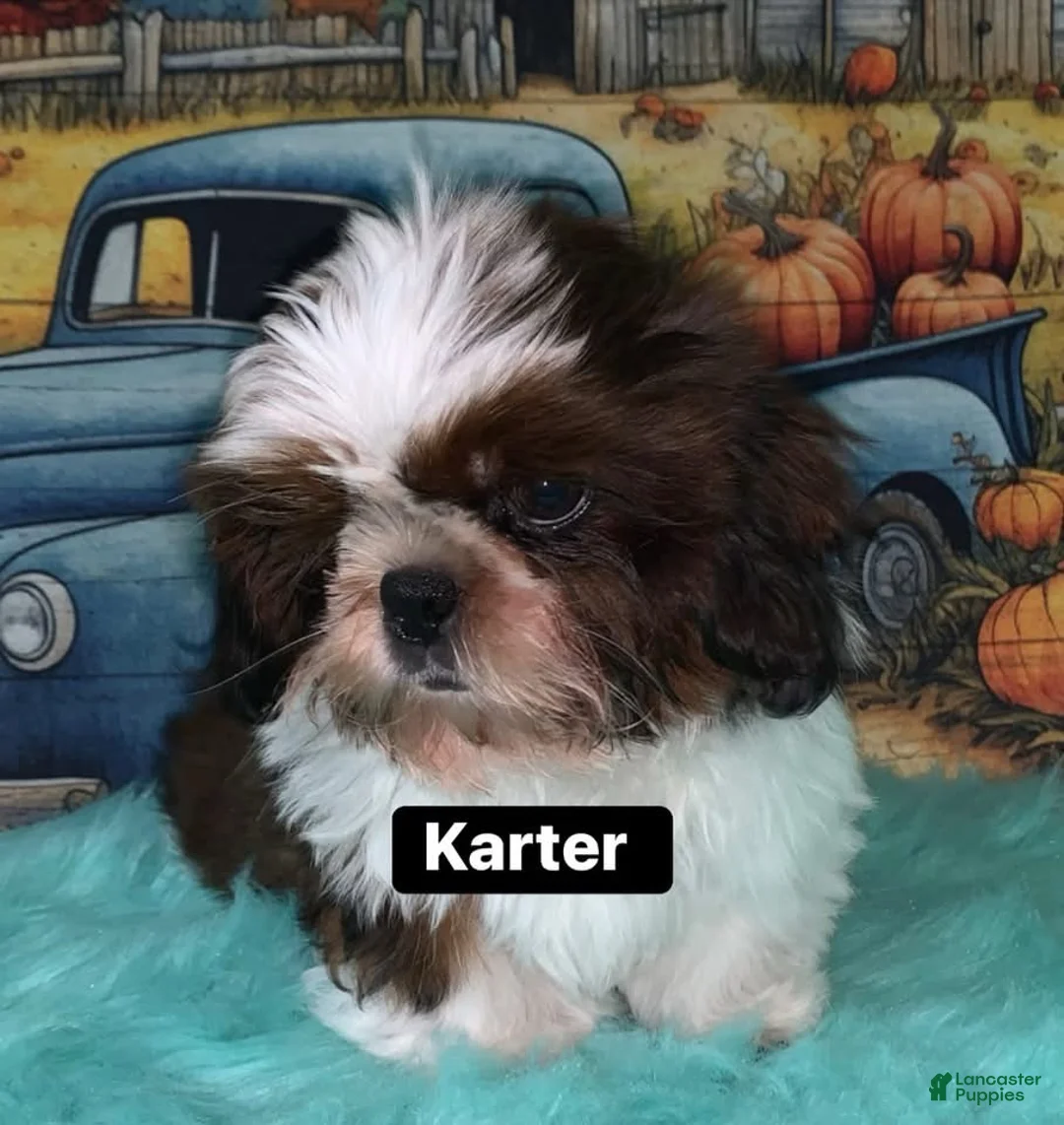 Shih Tzu dogs for sale: Karter - Ad 1