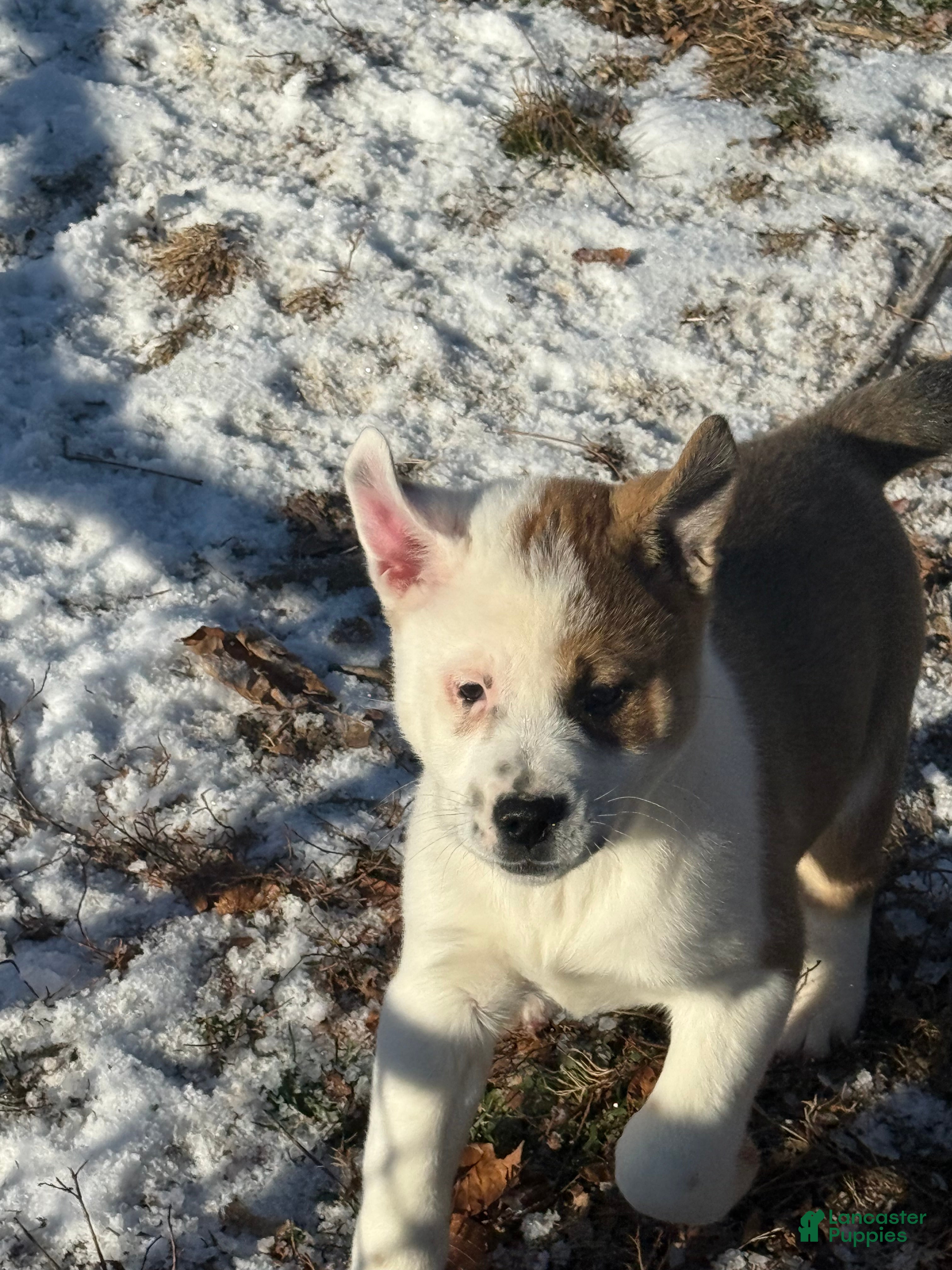 Mixed Breed dogs Mixed Breed Puppy 1 - Ad 13