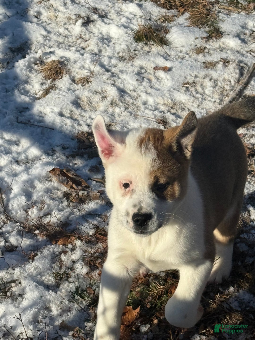 Mixed Breed dogs for sale: Mixed Breed Puppy 1 - Ad 1
