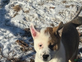 Mixed Breed dogs Mixed Breed Puppy 1 - Ad 13