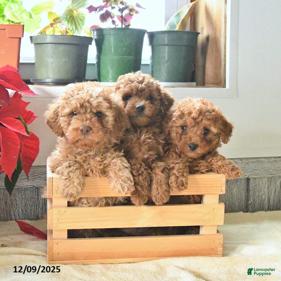 Toy Poodle dogs for sale: Timmy - Ad 3