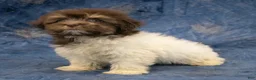 Havanese dogs for sale: Layla - Ad 4