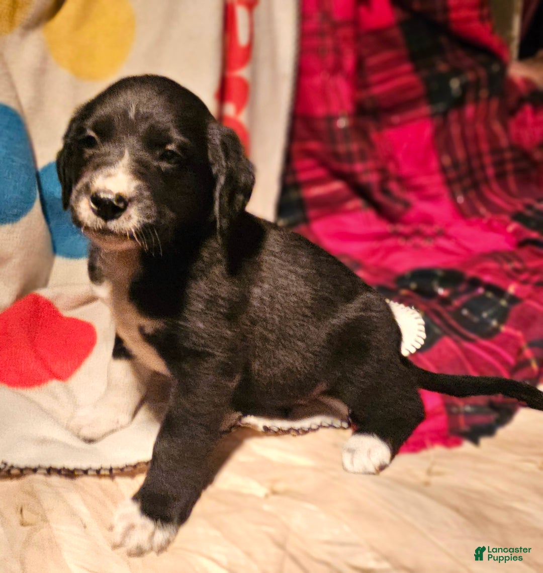 Border Collie dogs for sale: Ice - Ad 10