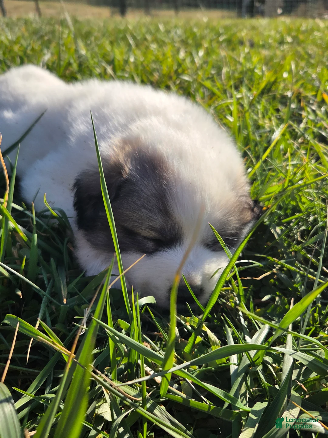 Great Pyrenees dogs for sale: Noel - Ad 3