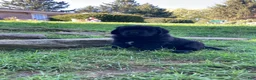 Newfoundland dogs for sale: Olivia - Ad 10