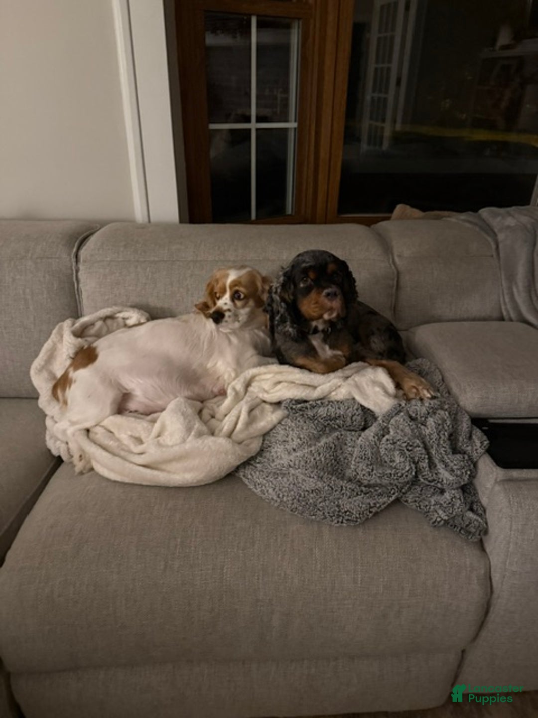 Cocker Spaniel dogs for sale: Teddy - Ad 14