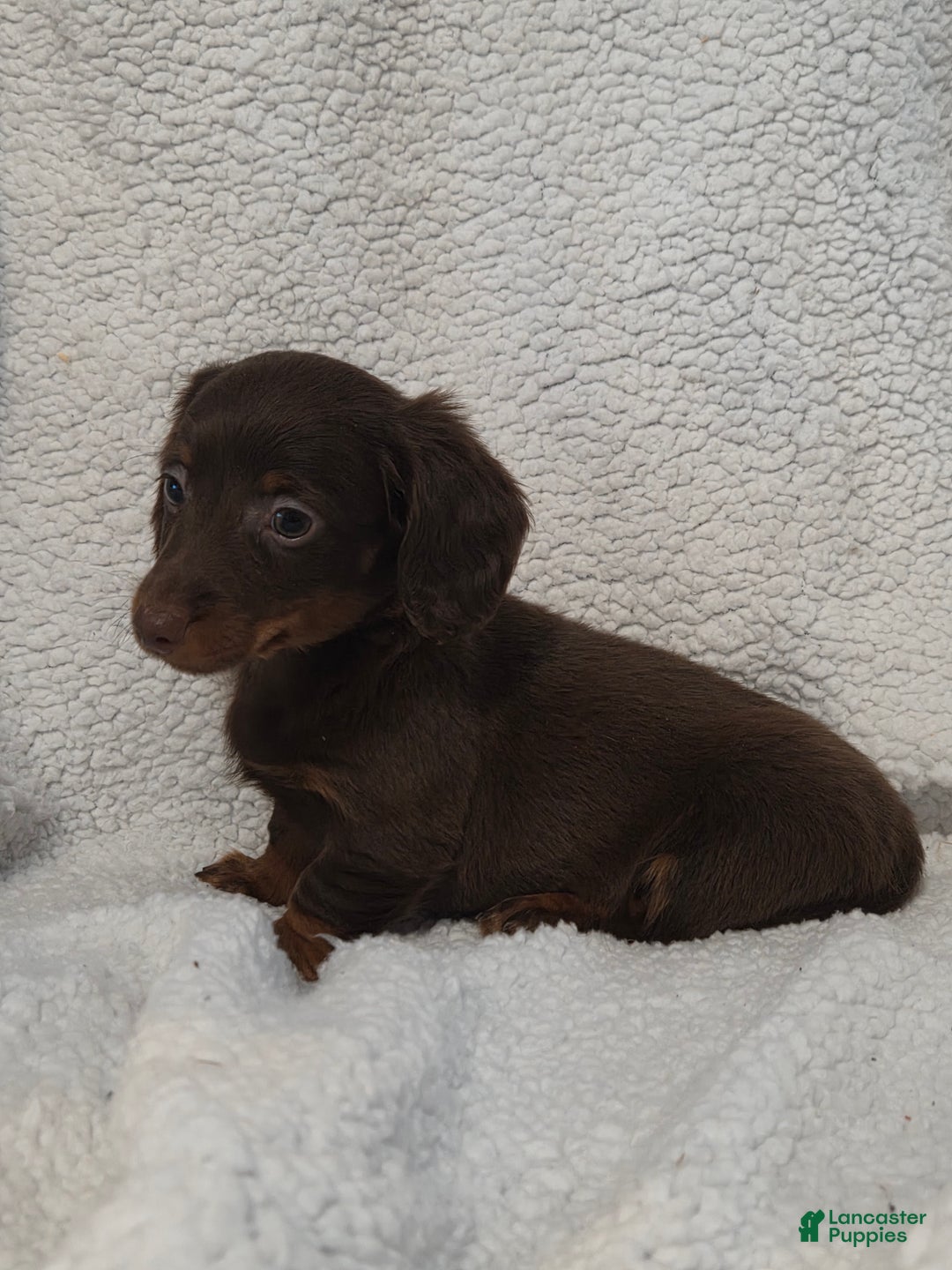 Miniature Dachshund dogs for sale: Miniature Dachshund Puppy 3 - Ad 5