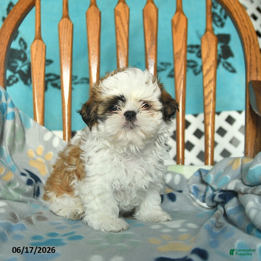 Shih Tzu dogs Olivia  - Ad 2