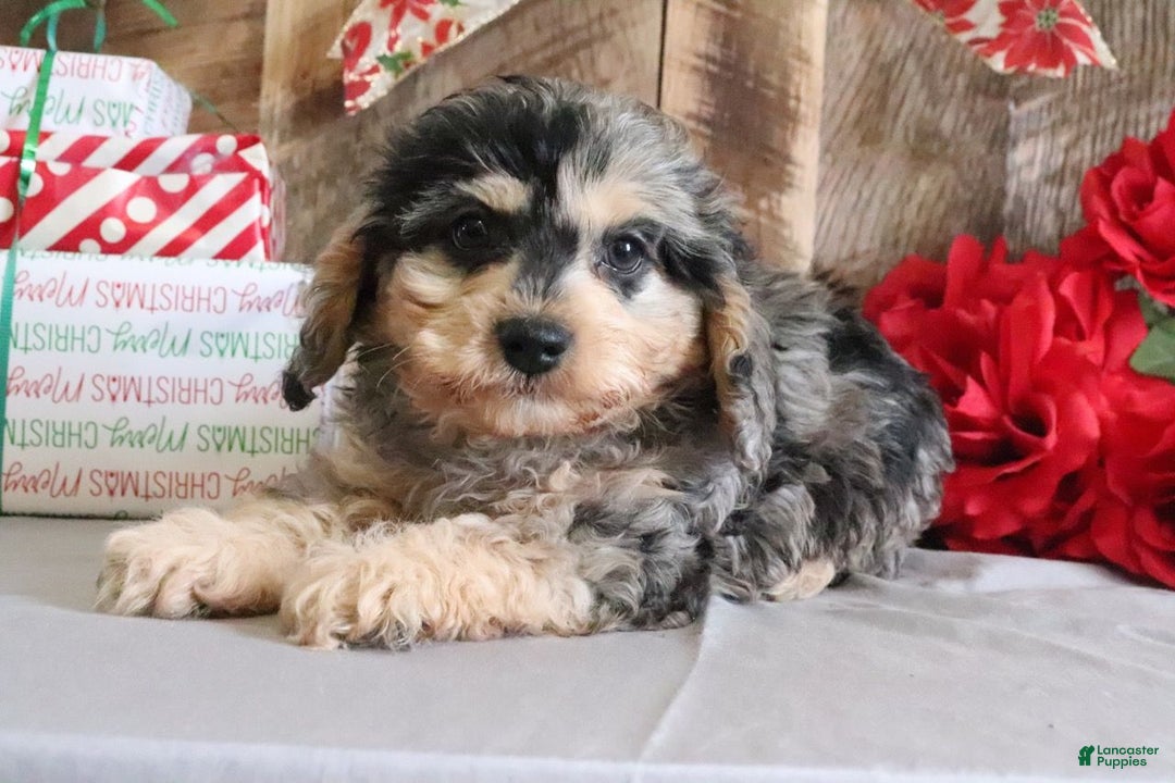 Cavapoo dogs for sale: Michael - Ad 1