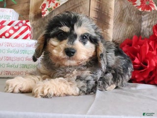 Cavapoo dogs Michael - Ad 10