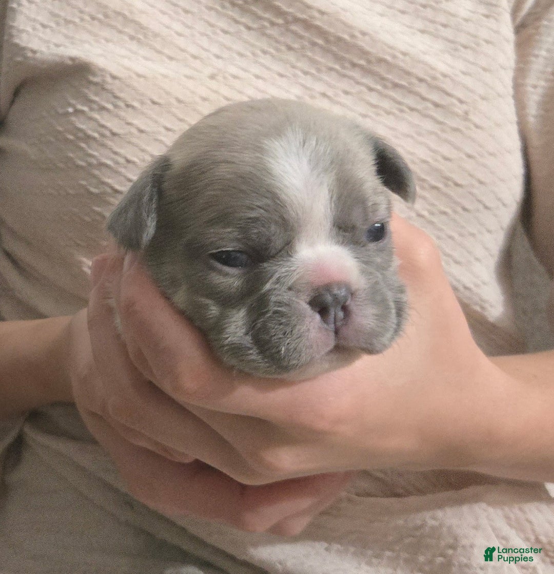 French Bulldog dogs for sale: Hope - Ad 2