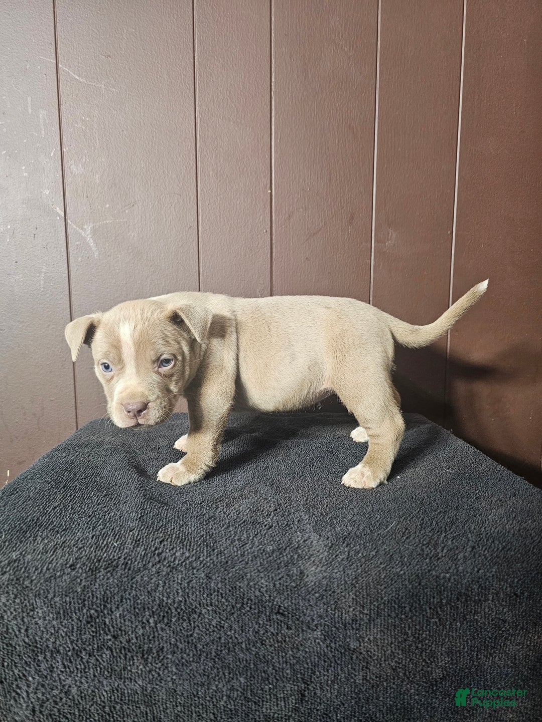 American Bully dogs for sale: Osha - Lilac - Ad 1