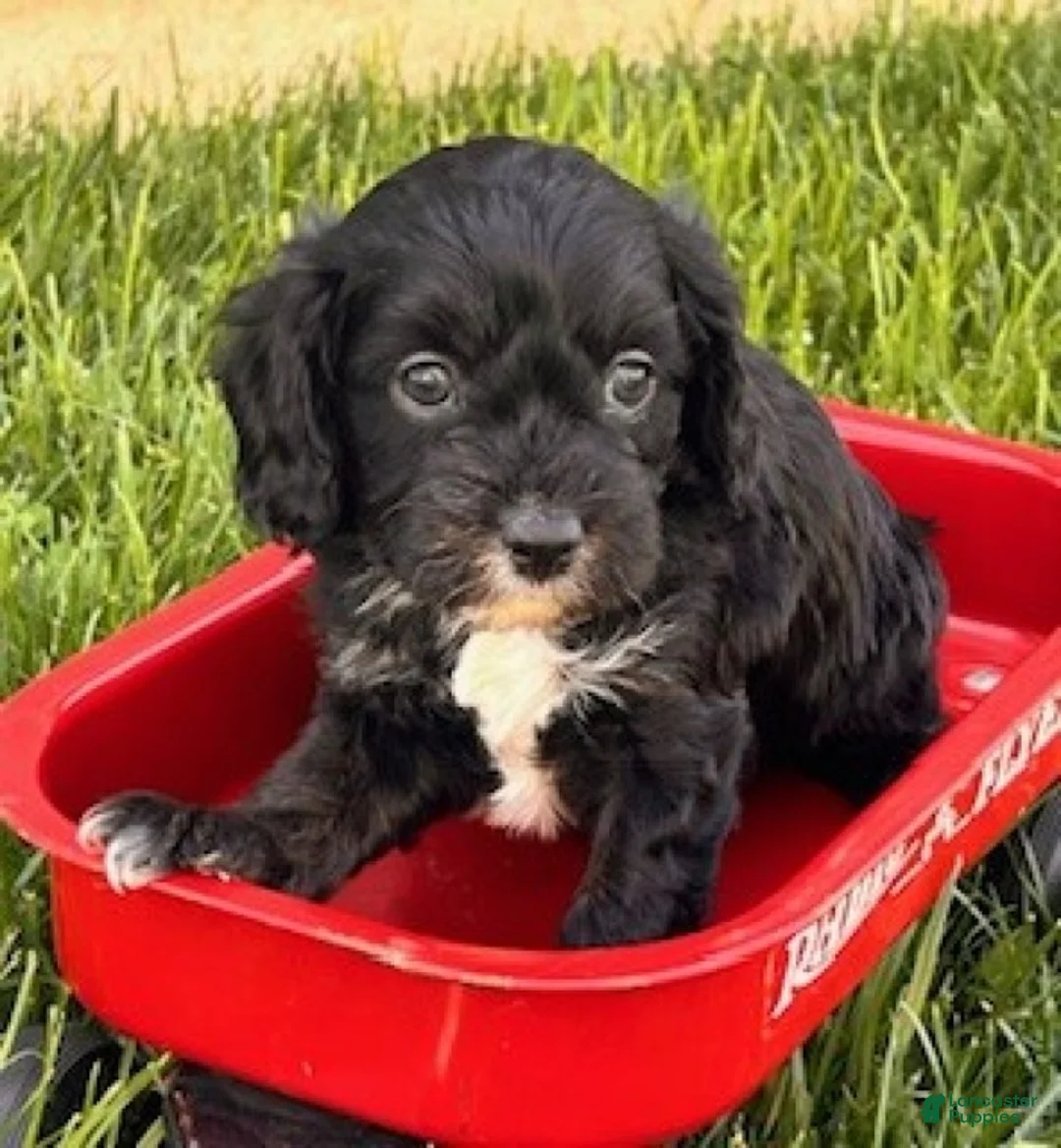 Cavapoo dogs for sale: Lucky - Ad 2