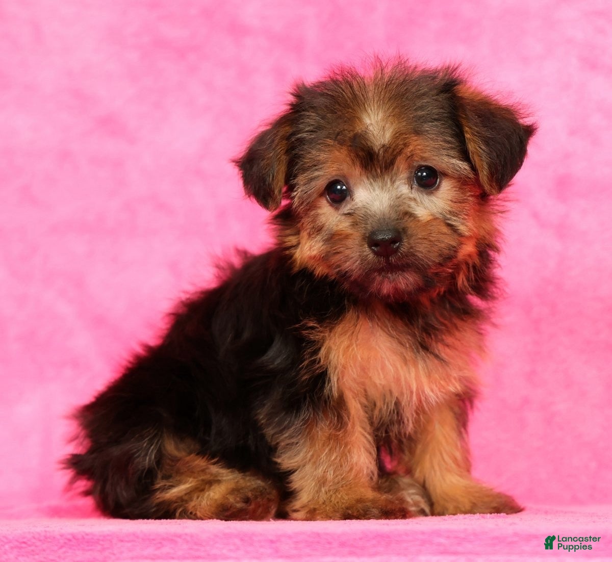 Yorkshire Terrier dogs Mia - Ad 1