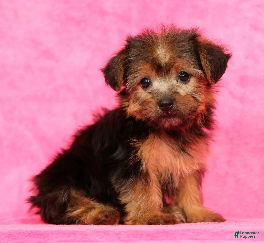 Yorkshire Terrier dogs for sale: Mia - Ad 1